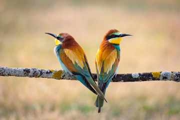 Couple of bee-eaters perched on a branch looking at different side