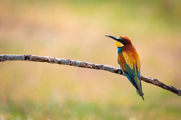 Portrait of a colorful bird