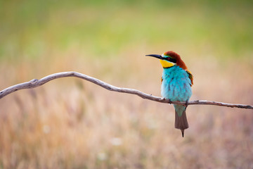 Portrait of a colorful bird