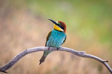 Obraz premium Portrait of a colorful bird