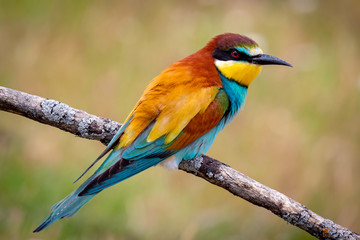 Portrait of a colorful bird