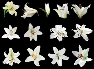 Fototapeta na wymiar thirteen white lily blooms on black