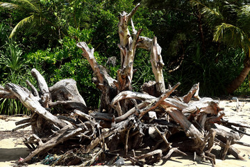 amazing andaman