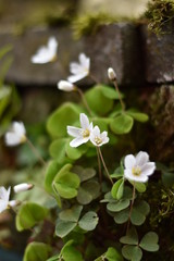 Blühender Waldsauerklee (Oxalis acetosella)