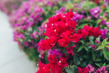 Fototapeta premium Natural seasonal landscape of flowers using as background or wallpaper