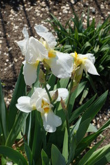 White flowers of German iris in May