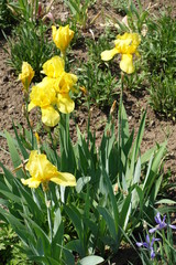 Fototapeta na wymiar Bearded iris with bright yellow flowers in spring