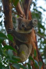 Koala climbing on a tree