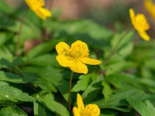 Yellow buttercup anemone and green leaves
