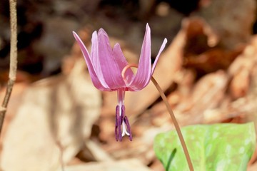 カタクリの花