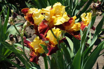 Some red and yellow flowers of bearded iris