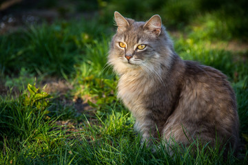 Naklejka na ściany i meble Cat in the green grass. Gray fluffy cat