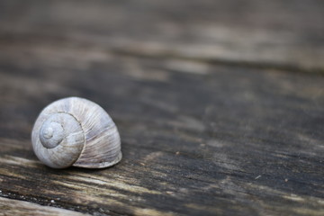 Leeres Gehäuse einer Weinbergschnecke