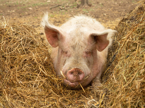 Large big pig on the farm