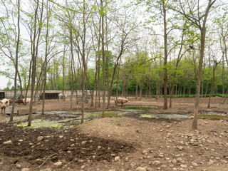 The ecological vegan farm
