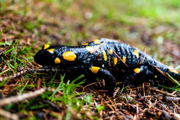 Feuersalamander auf Wiese