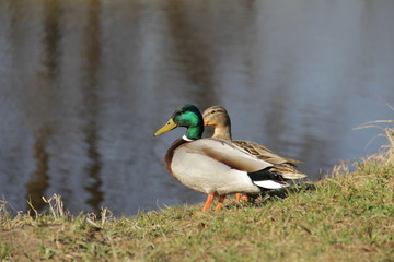 ducks on the lake