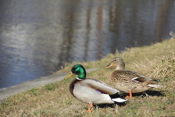 ducks on a pond