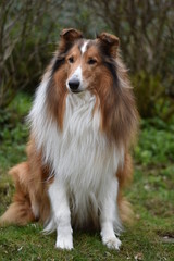 Amerikanischer Collie