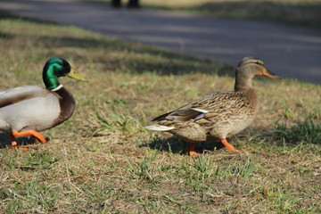 ducks on the grass
