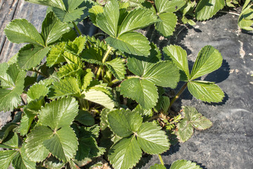 Fototapeta na wymiar strawberry leaves on the field. Strawberries grow on the field in rows.