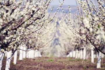 Rows of snow-white fruit trees in the garden. Blossom orchard.