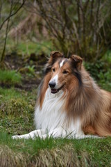 Amerikanischer Collie