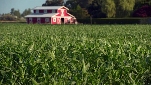 Young Corn Growing on the Farm 4K UHD. A scenic bright, red, barn behind a field of young corn. 4K. UHD.