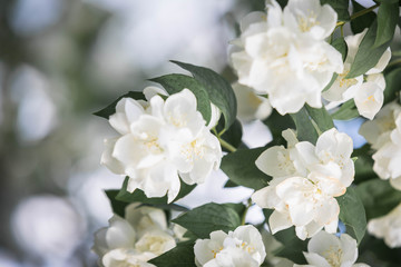Obraz premium Branches of the blossoming jasmine bush with white flowers and green leaves. The place for an inscription
