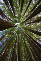Sequoias in the Otways, Victoria, Australia