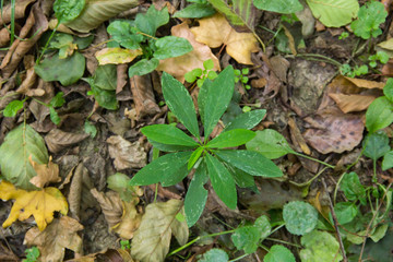 small green bush on dry leaves in the autumn forest