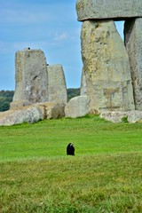 Rook in Front of the Rocks of Stonehenge On a Cloudy Summer Day