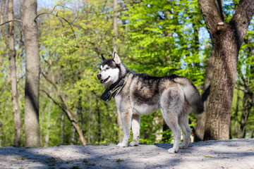Husky playing in the park. Black and white dog in the park.