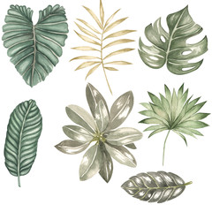  Watercolor illustration of tropical exotic plants, strelitzia, monstera, galax, protea. Frames and compositions.