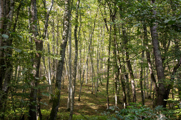 Sunlight in the green forest in autumn
