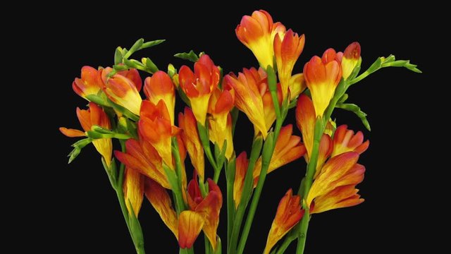 Time-lapse of dying orange freesia flower 4c3 in RGB + ALPHA matte format isolated on black background