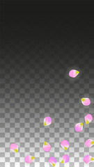 Vector Realistic Pink Petals Falling on Transparent Background.  Spring Romantic Flowers Illustration. Flying Petals. Sakura Spa Design. Blossom Confetti.