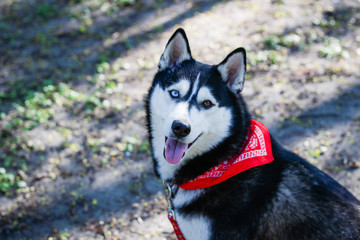 Husky playing in the park. Black and white dog in the park.