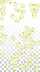 Vector Realistic Pink Petals Falling on Transparent Background.  Spring Romantic Flowers Illustration. Flying Petals. Sakura Spa Design. Blossom Confetti.