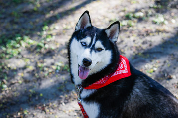 Husky playing in the park. Black and white dog in the park.