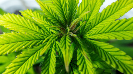 Fototapeta premium Sprout of medical marijuana plant growing indoor.
