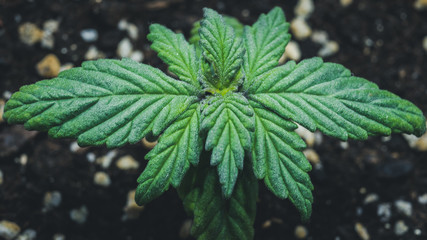 Sprout of medical marijuana plant growing indoor.