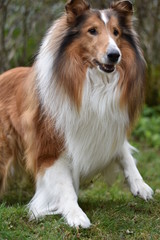 Amerikanischer Collie