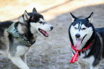 Two huskies are playing in the park. Black and white dog in the park.