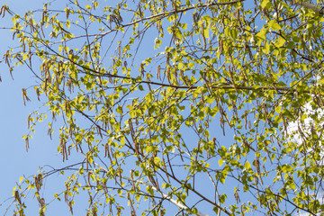 Green leaves of birch against the blue sky.