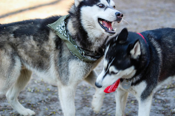 Two huskies are playing in the park. Black and white dog in the park.