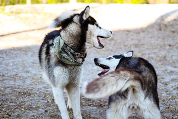 Naklejka premium Two huskies are playing in the park. Black and white dog in the park.