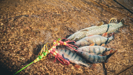 Fishing. Catch perch and pike.