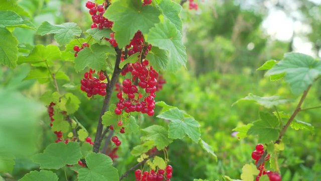 Red currant berries hang on a branch of a bush. Ripe red currant berries.