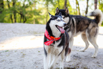 Two huskies are playing in the park. Black and white dog in the park.